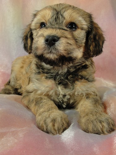 Male Cavachon pups Puppy for sale #8 Born September 15, 2011